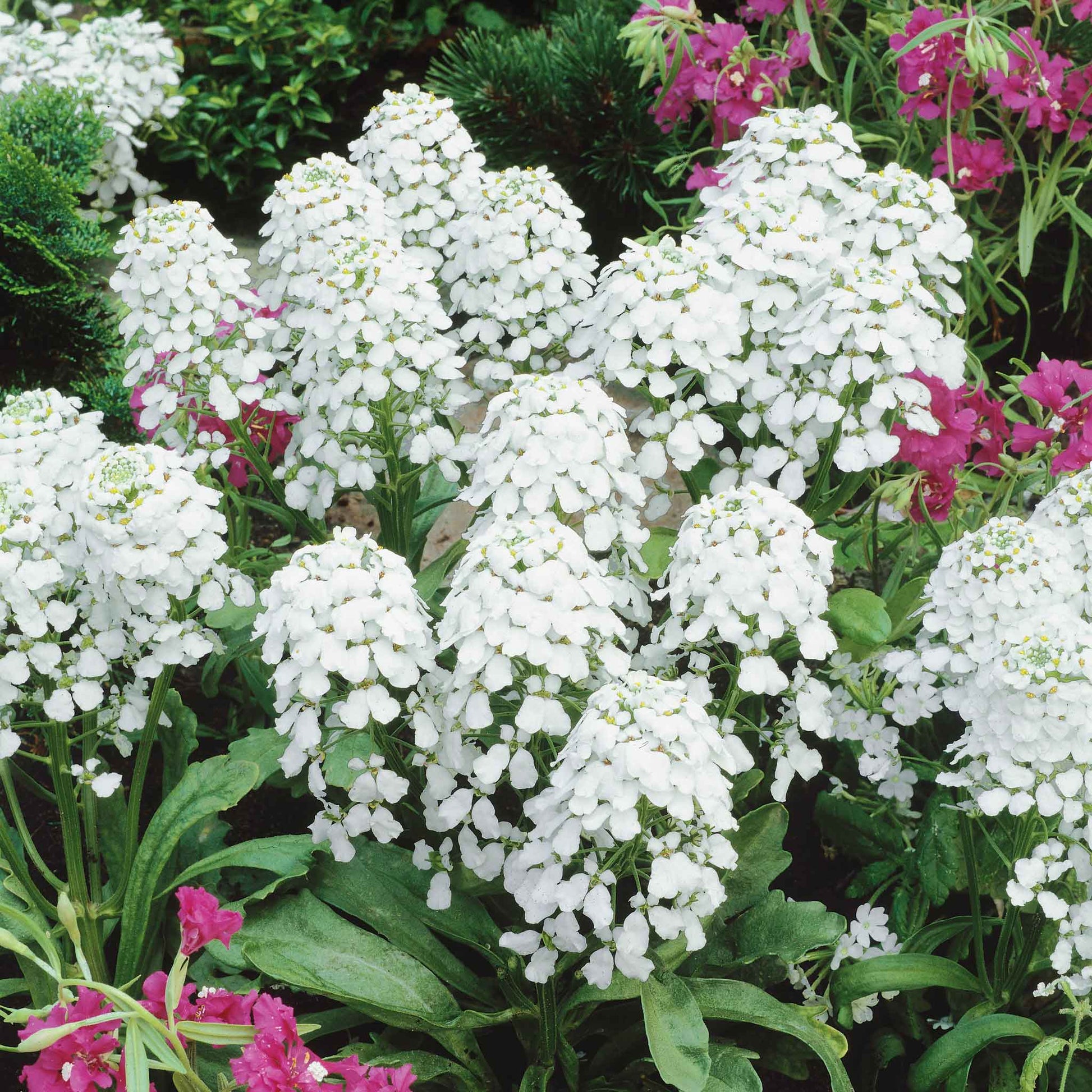 A close-up shot of white candytuft flowers with green leaves.
