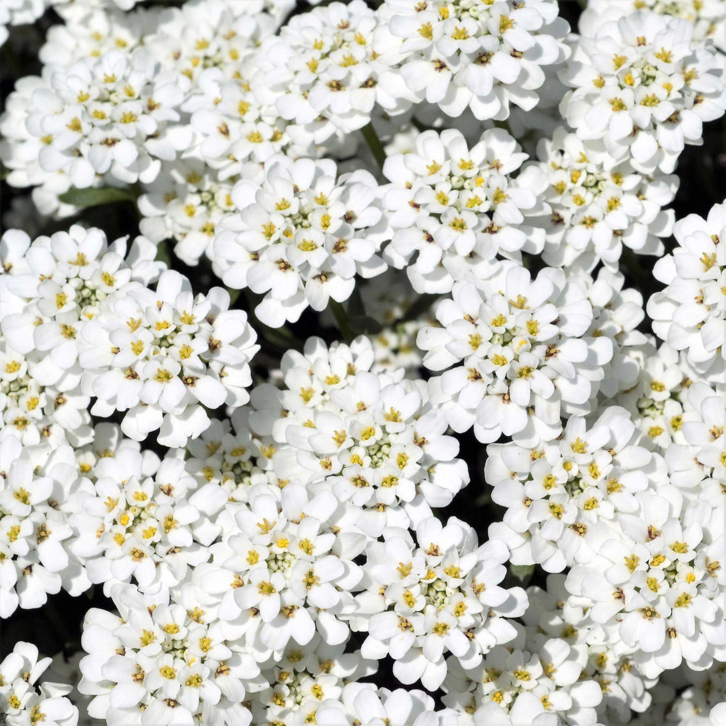 Close-up of numerous white candytuft blossoms with green foliage in soft focus in the background.