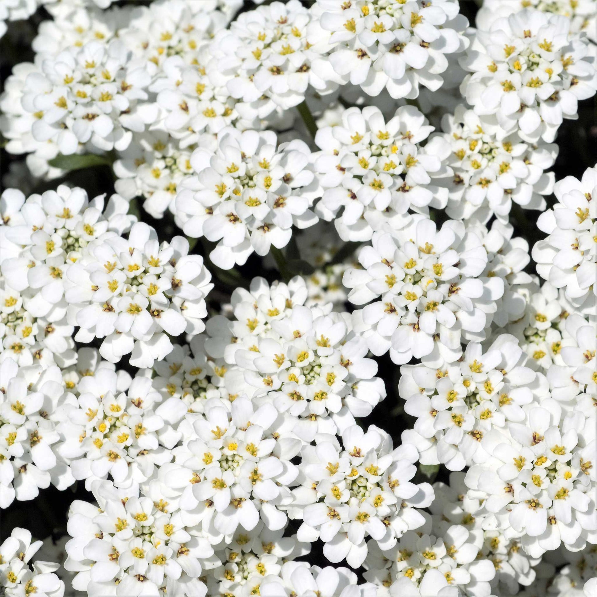 Close-up of numerous white candytuft blossoms with green foliage in soft focus in the background.