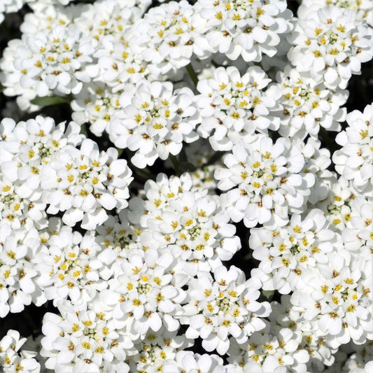 Close-up of numerous white candytuft blossoms with green foliage in soft focus in the background.