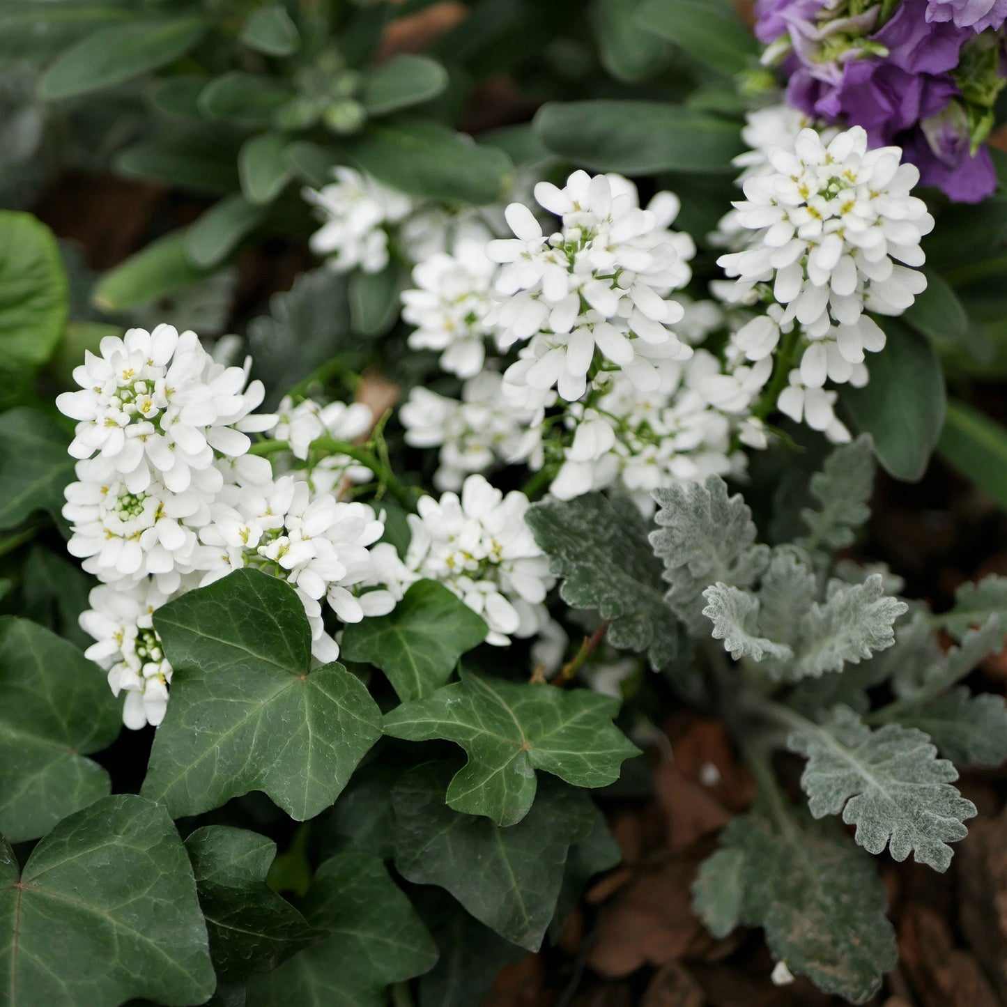 Close-up of white Empress candytuft petals against a dreamy, blurred green backdrop.