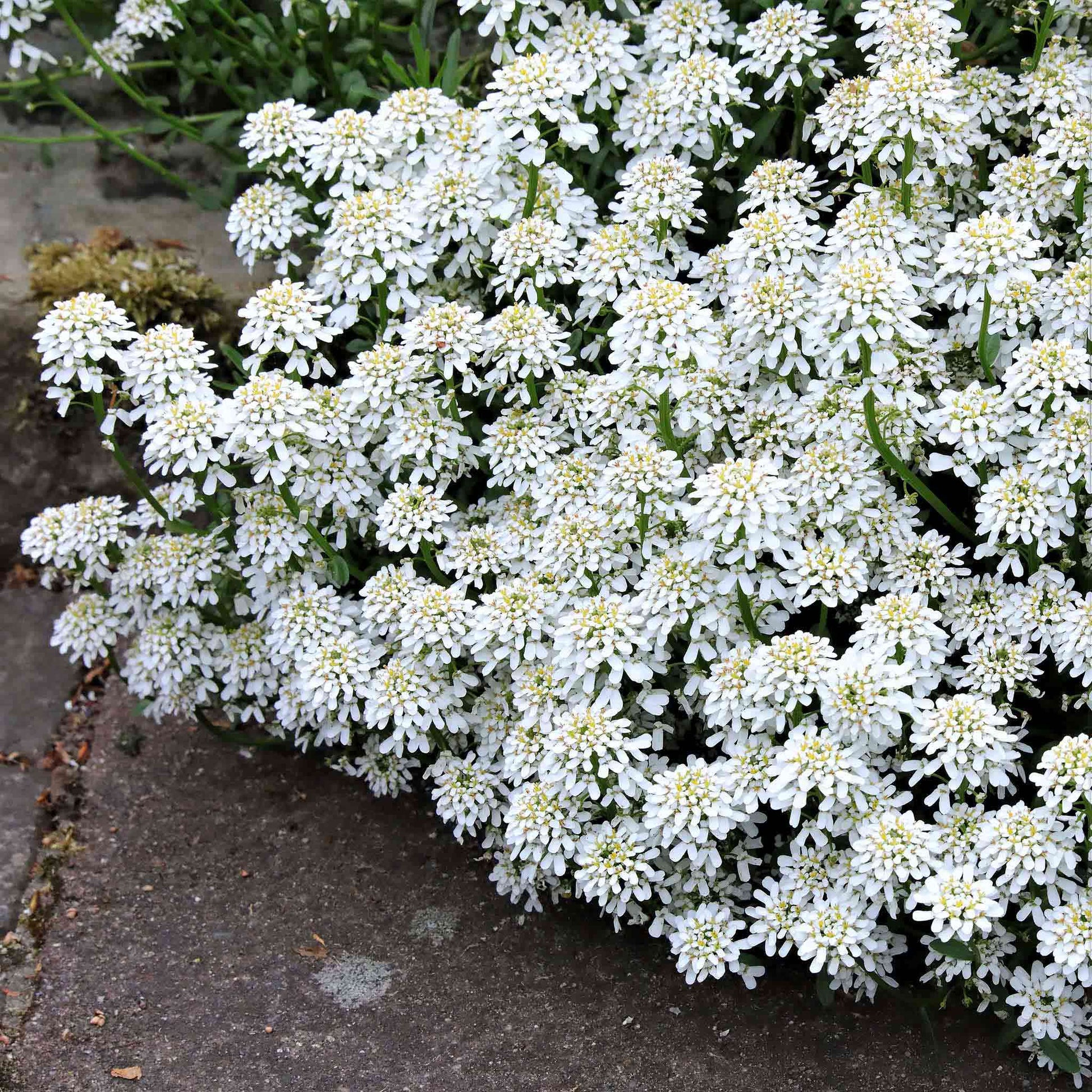 White Empress candytuft blossoms highlighted against a dark, shaded leafy background.