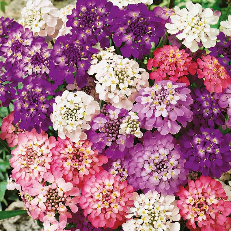 A vibrant mix of Purple and pink candytuft fairy mix blooms in a dense, natural foliage