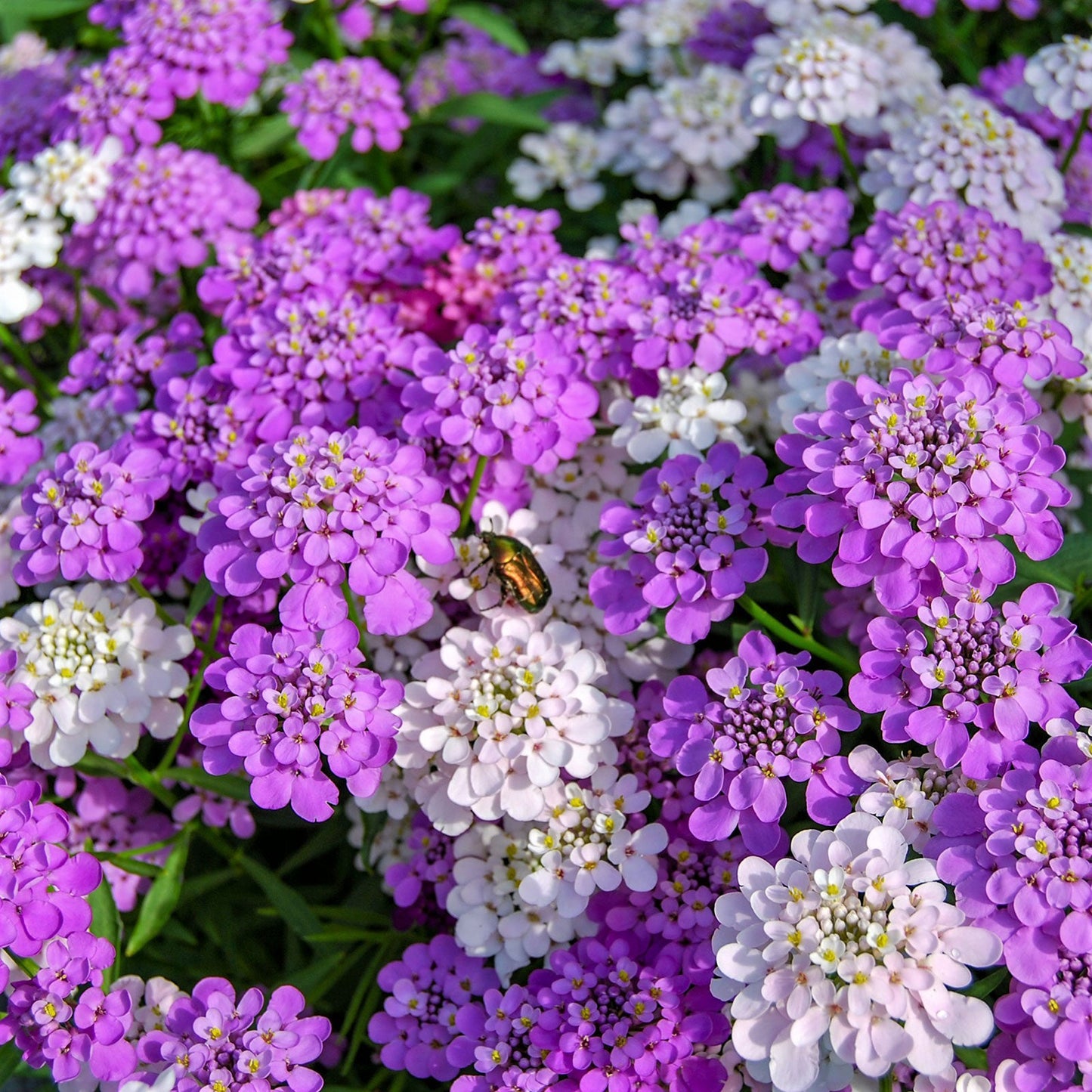 Vibrant pink, purple, and white mixed colors candytuft blooming in a sunny garden