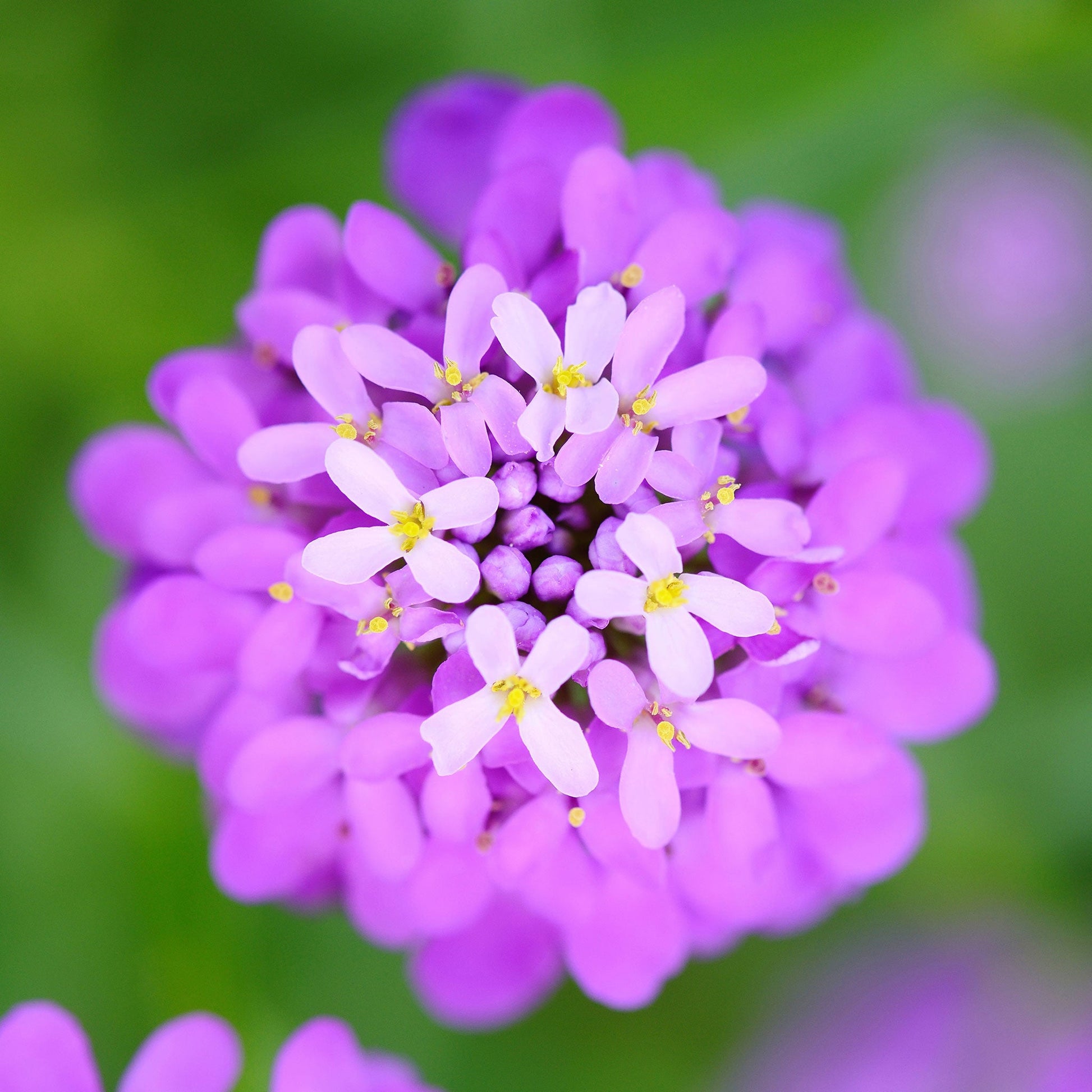 A close-up shot of Mixed Colors candytuft with vibrant purple and white flowers with green leaves.