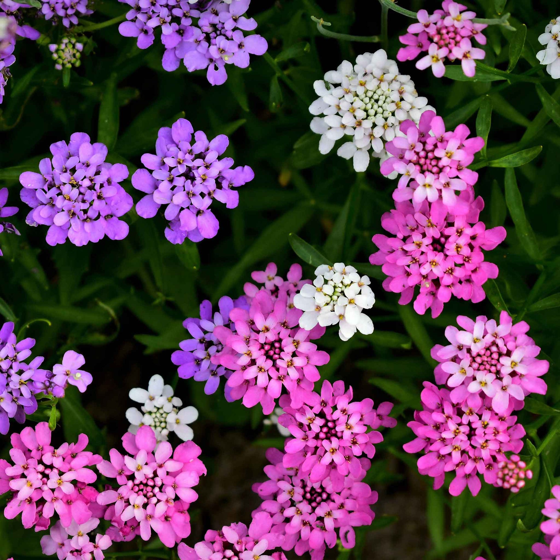Close-up of Tiny white mixed colors candytuft petals and yellow center against a blurry background