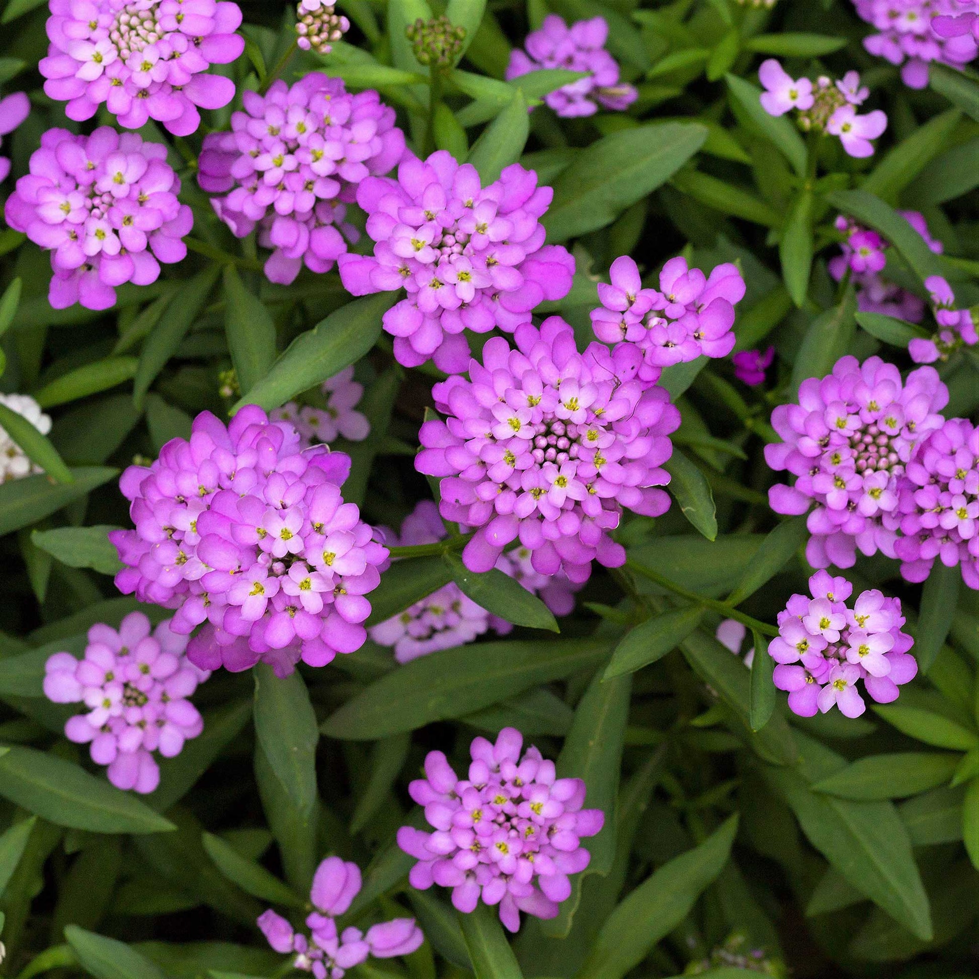 Vibrant pink Rose Cardinal candytuft with a soft, out-of-focus green leaf background