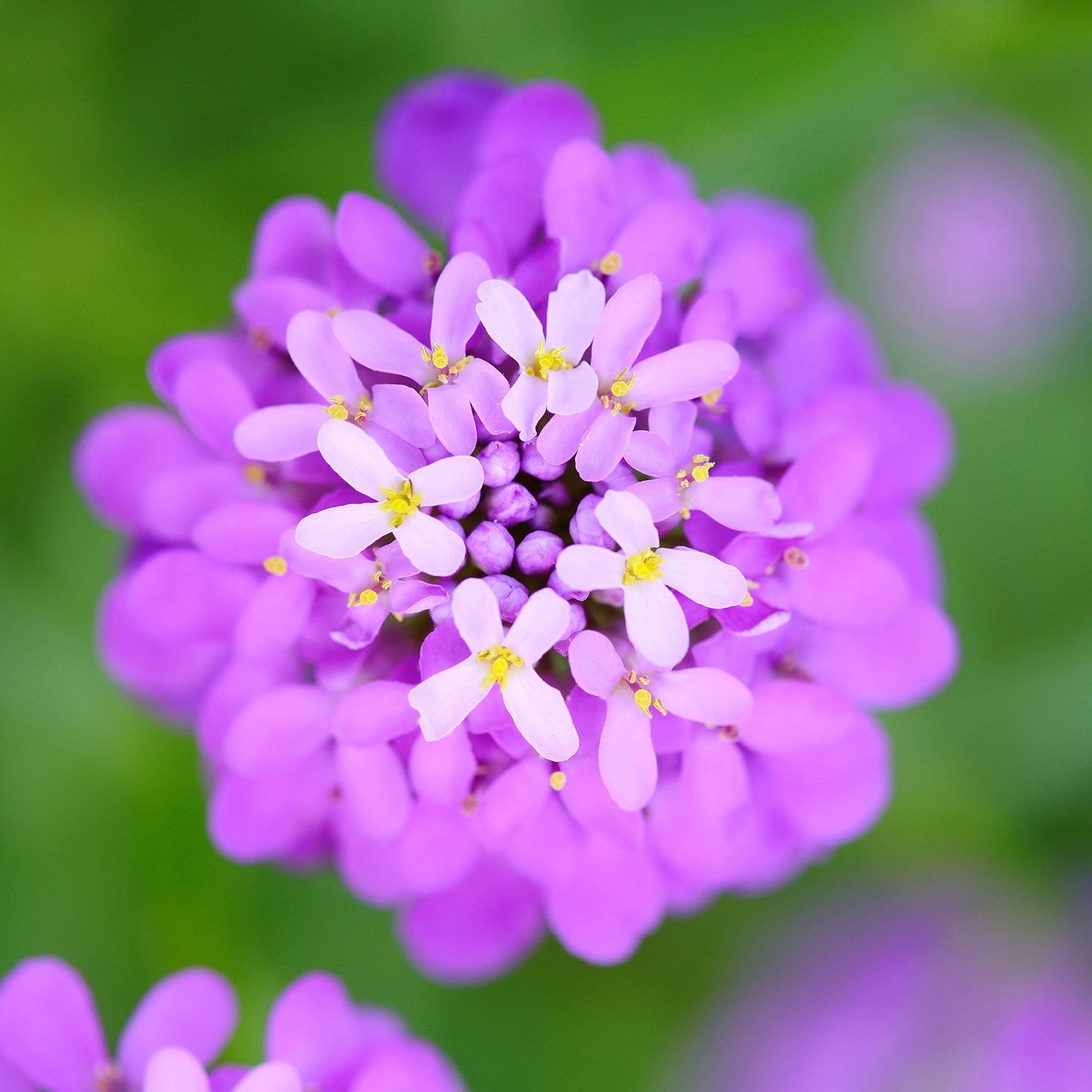 Deep pink Rose Cardinal candytuft petals contrasted against a blurry garden setting.