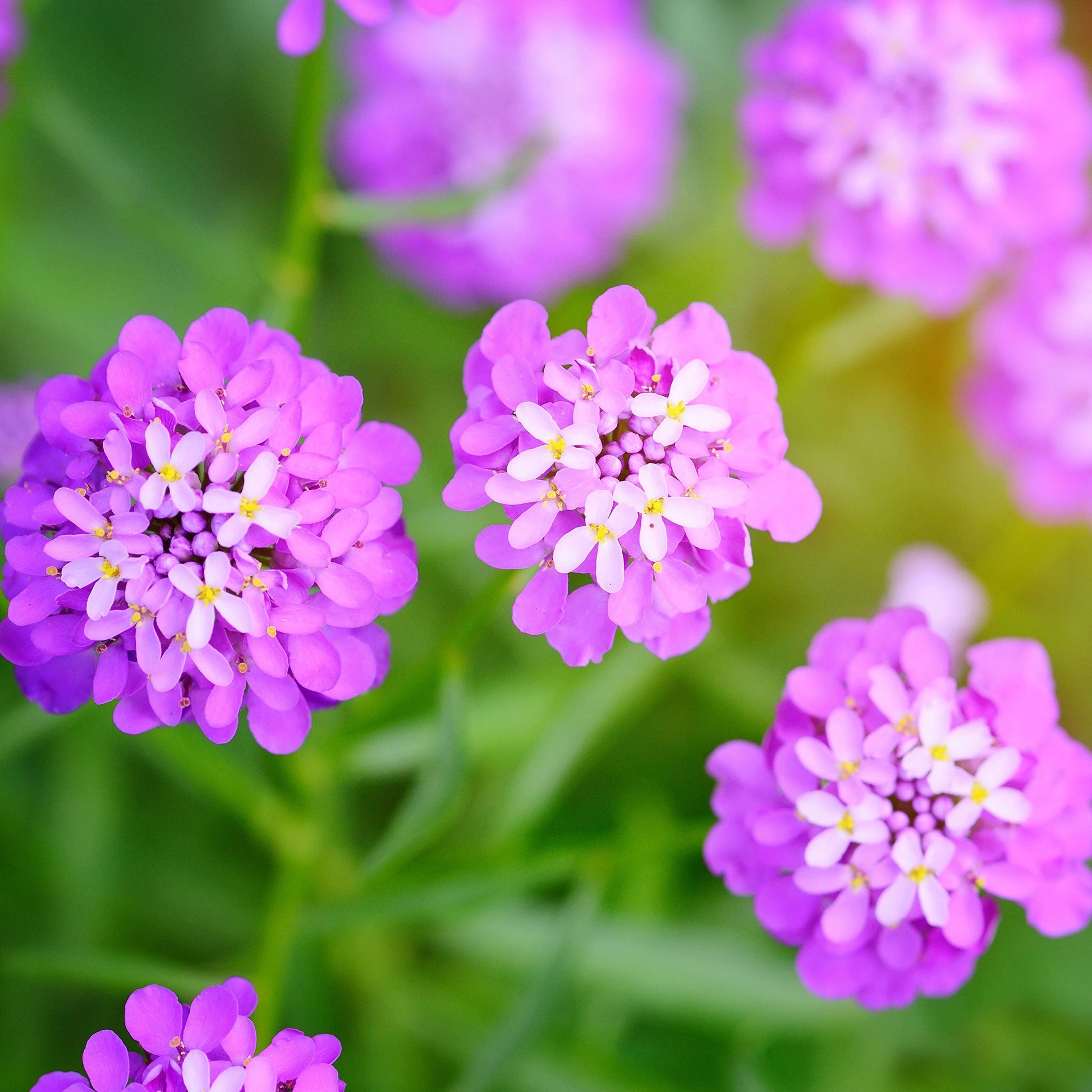 Mixed pink and white Rose Cardinal candytuft blooming amidst a soft green background.