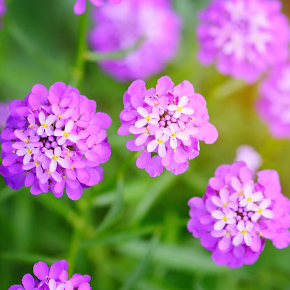Mixed pink and white Rose Cardinal candytuft blooming amidst a soft green background.