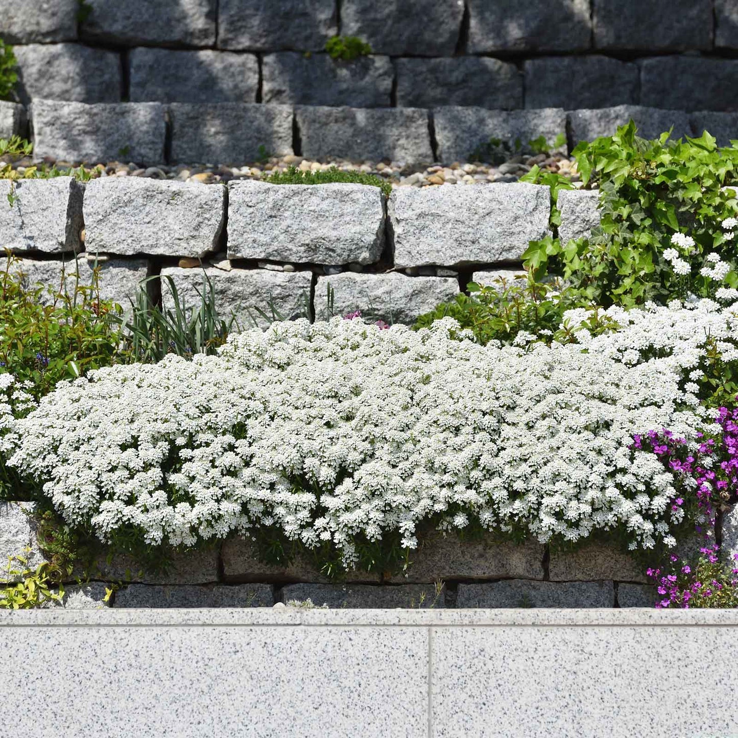 White candytuft snow flurries blooming with lush green foliage in a garden setting