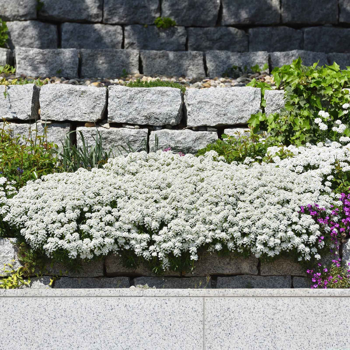 White candytuft snow flurries blooming with lush green foliage in a garden setting