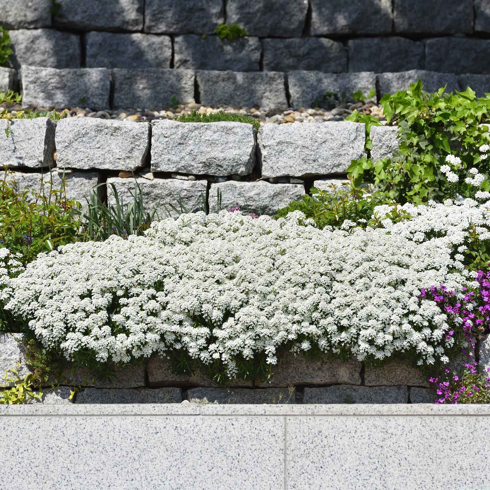 White candytuft snow flurries blooming with lush green foliage in a garden setting
