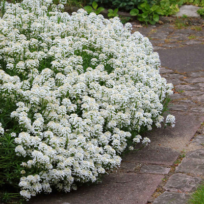 White candytuft snow flurries with a vibrant center against a blurred green background