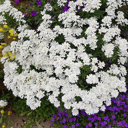 White candytuft snow flurries and green leaves shown in bright, natural sunlight