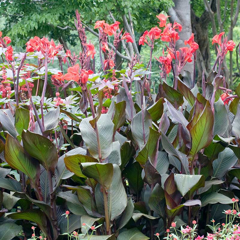Red Australia canna lily tall blooms with dark leaves and a green background. | copyright: Floramedia UK Ltd