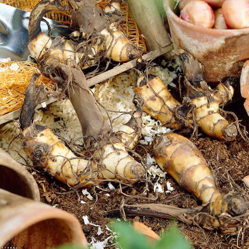 Canna Lily bulbs on the ground in a garden setting.