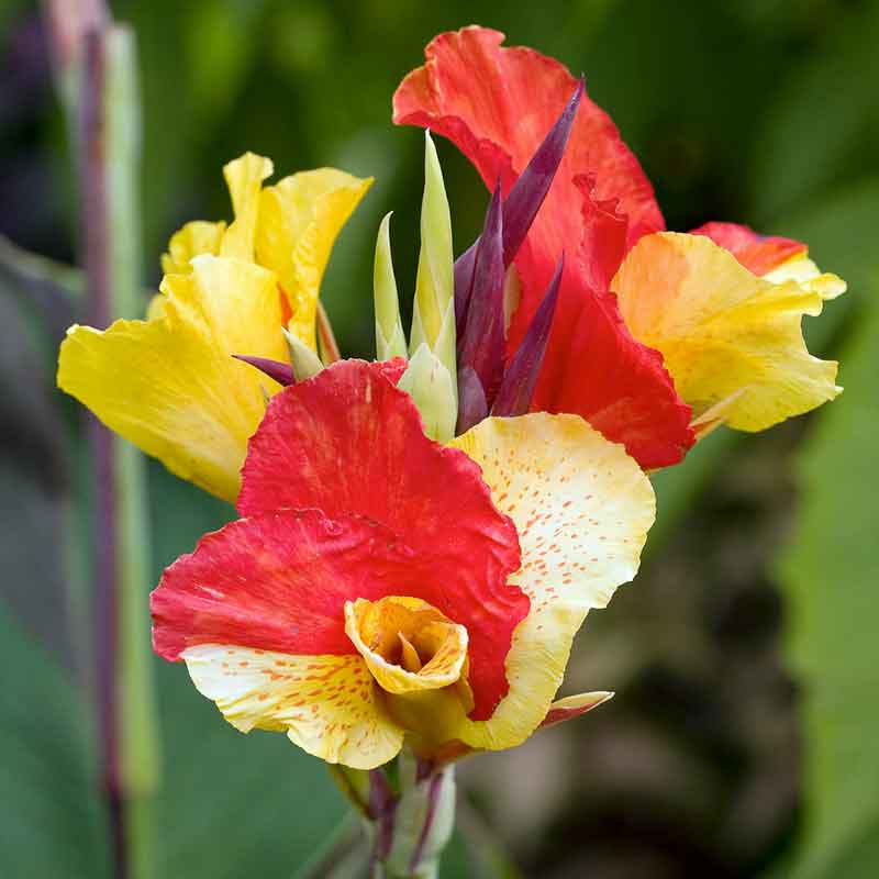 A vibrant Canna Lily 'Cleopatra' in full bloom, showcasing its striking yellow petals with fiery red splashes. | copyright: Floramedia UK Ltd