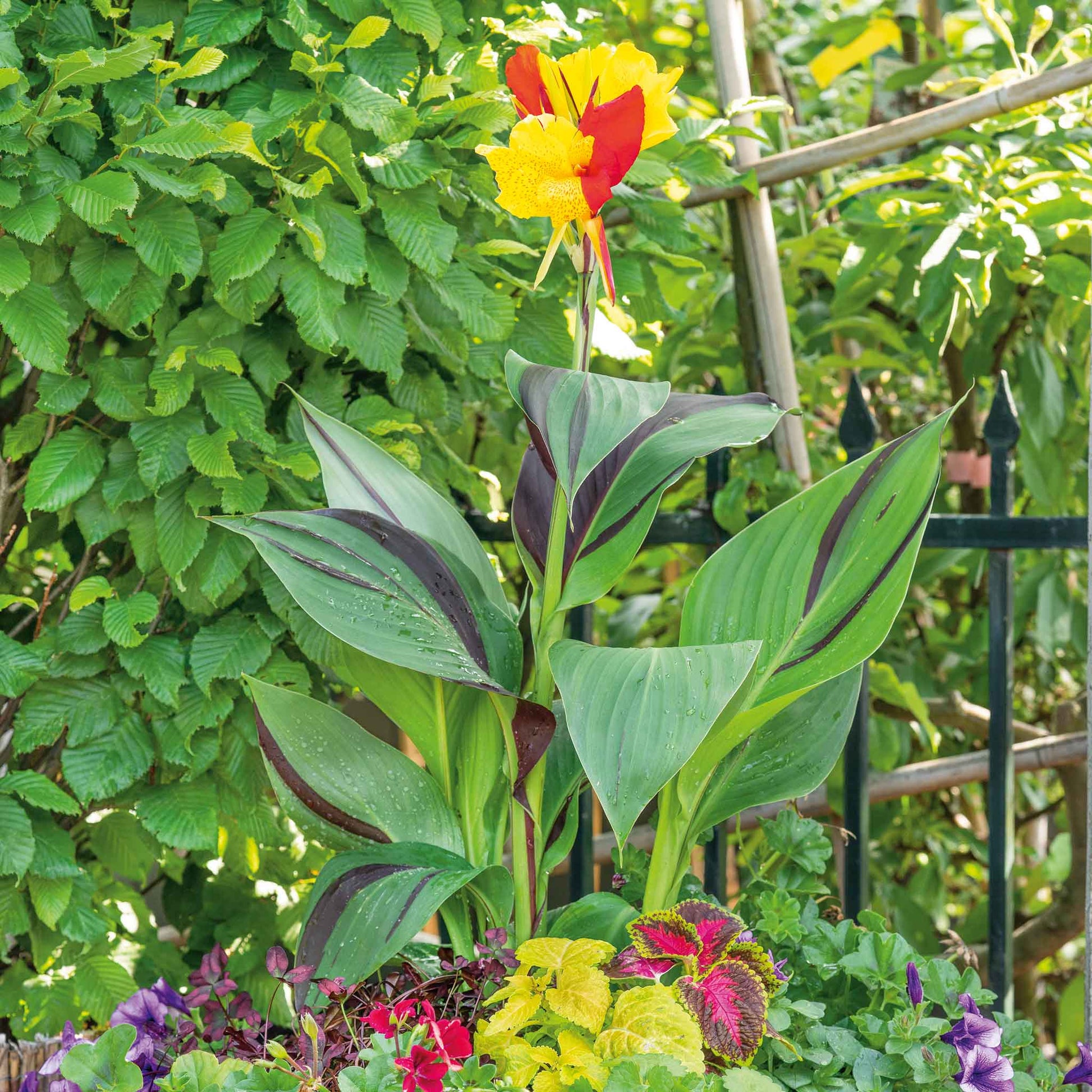 A close-up of a vibrant Cleopatra canna lily flower with lush green foliage.