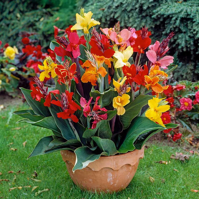 A vibrant dwarf mix canna lily in full bloom with red, orange, and yellow flowers against green foliage. | copyright: Floramedia UK Ltd