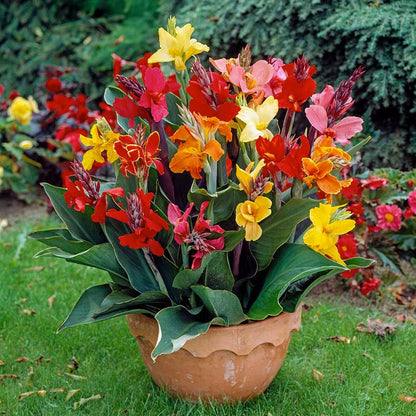 A vibrant dwarf mix canna lily in full bloom with red, orange, and yellow flowers against green foliage. | copyright: Floramedia UK Ltd