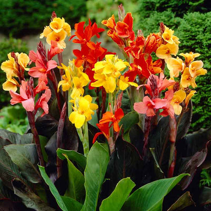 A vibrant dwarf mix canna lily in full bloom with red, orange, and yellow flowers against green foliage.