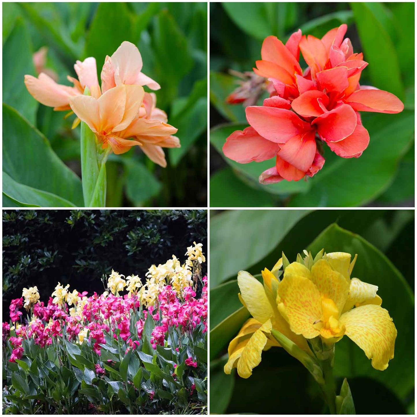 A Mix of Canna Lilies with multiple pastel-colored flowers in shades of pink, orange, and yellow.