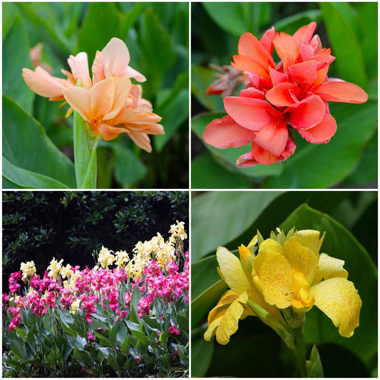 A Mix of Canna Lilies with multiple pastel-colored flowers in shades of pink, orange, and yellow.