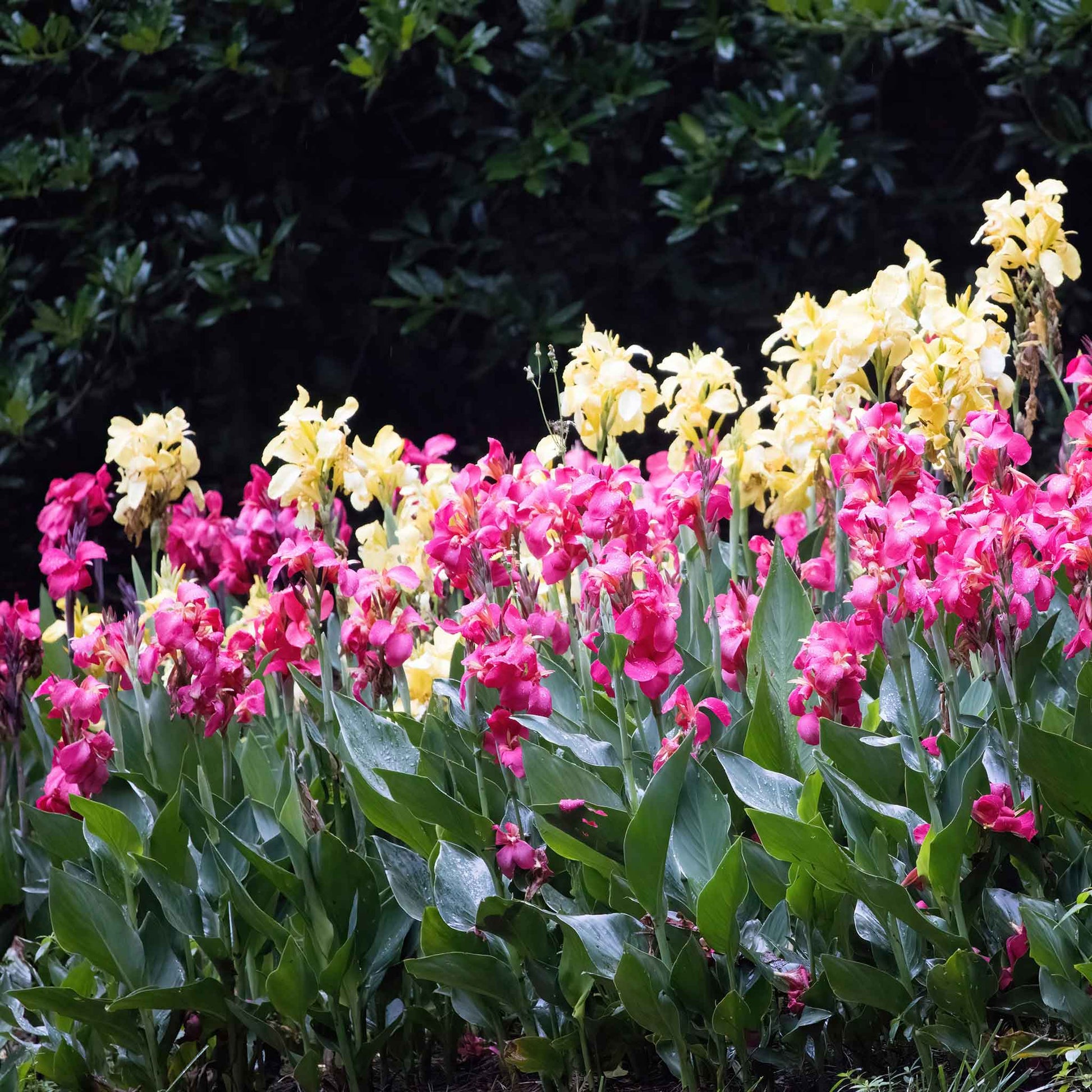 A Pastel Mix of Canna Lilies with yellow and pink flowers.
