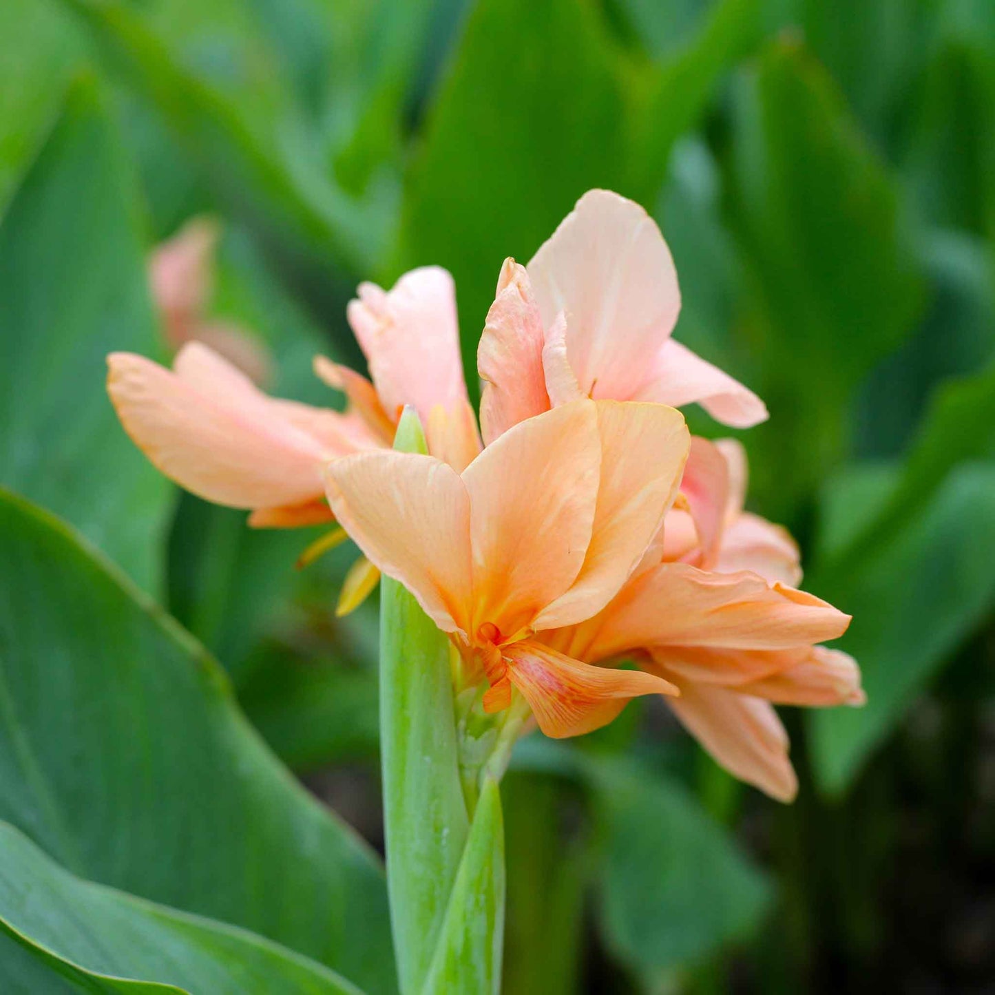 A close-up of a pastel-colored Canna Lily flower with delicate petals and a soft, blurred background.