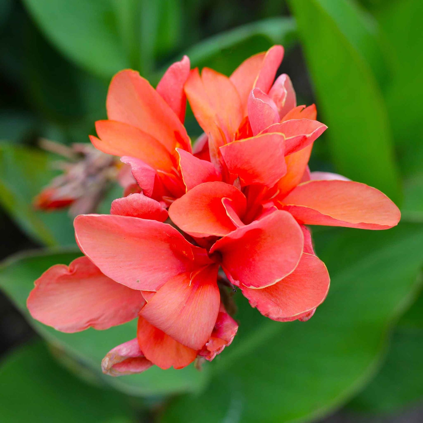 A close-up of a pastel-colored Canna Lily flower with delicate petals and a soft, blurred background.