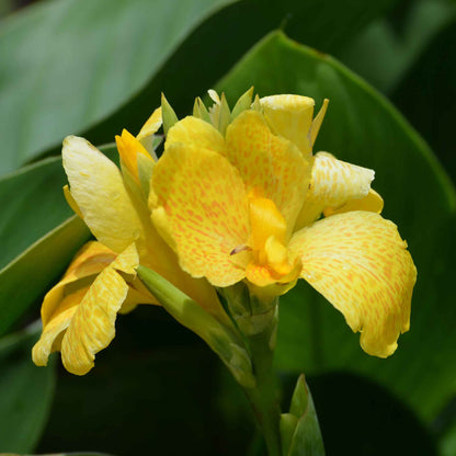 A close-up of a pastel-colored Canna Lily flower with delicate petals and a soft, blurred background.