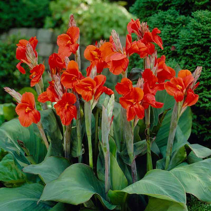 A vibrant red President canna lily bloom stands tall, showcasing its bold petals and lush green foliage.