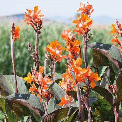 Close up view of Wyoming canna lilies growing with dark green leaves and a blurred background.