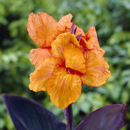 A close-up of an orange Wyoming Canna Lily flower with green, purple, and bronze variegated foliage in the background.