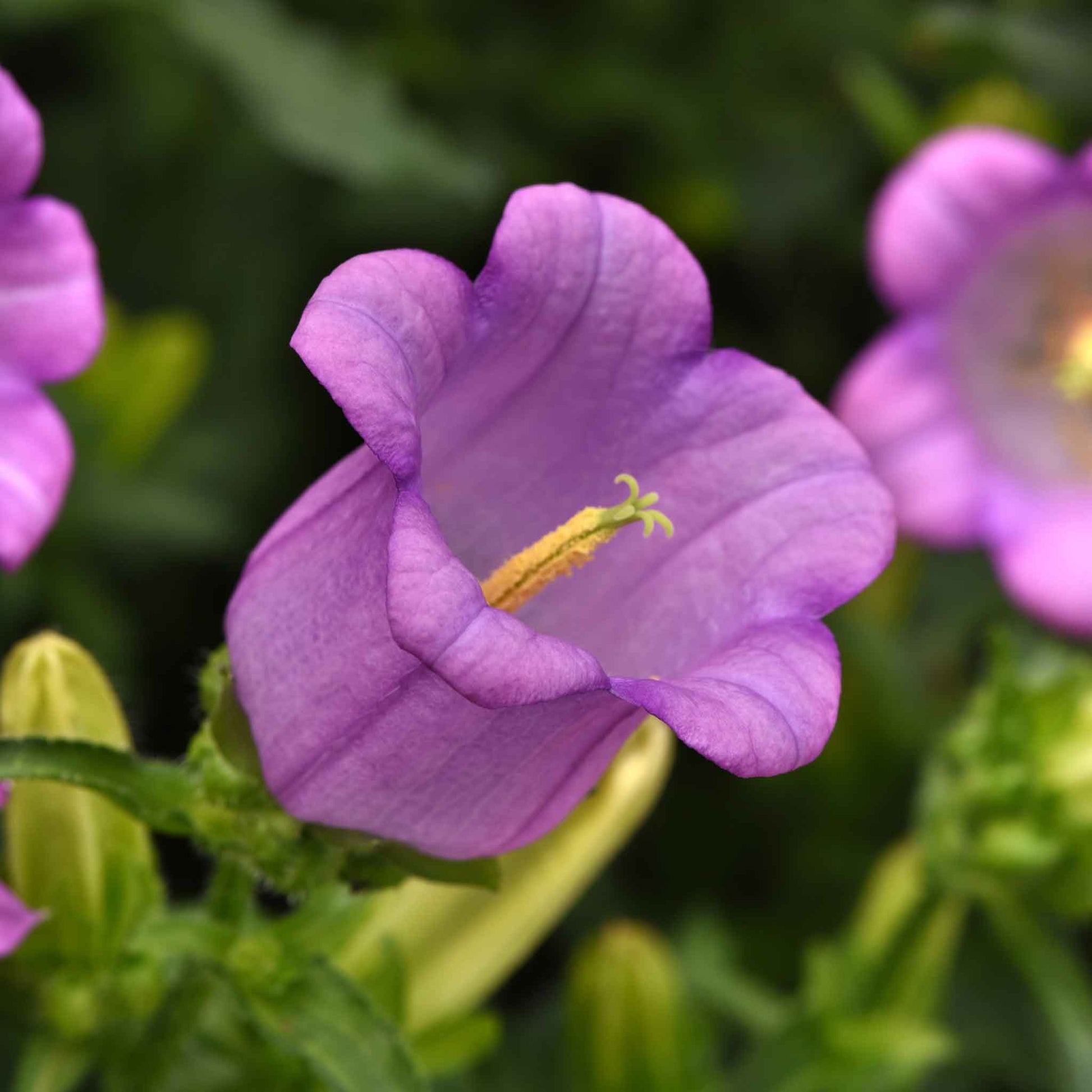 A close-up of canterbury Bells Mixed shows a pruple bloom with yellow stamens and dark green leaves.