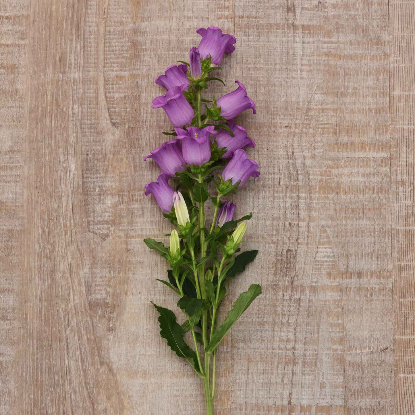Close-up of Canterbury Bells Campana Lilac shows tall purple flowers against a plain tan background.