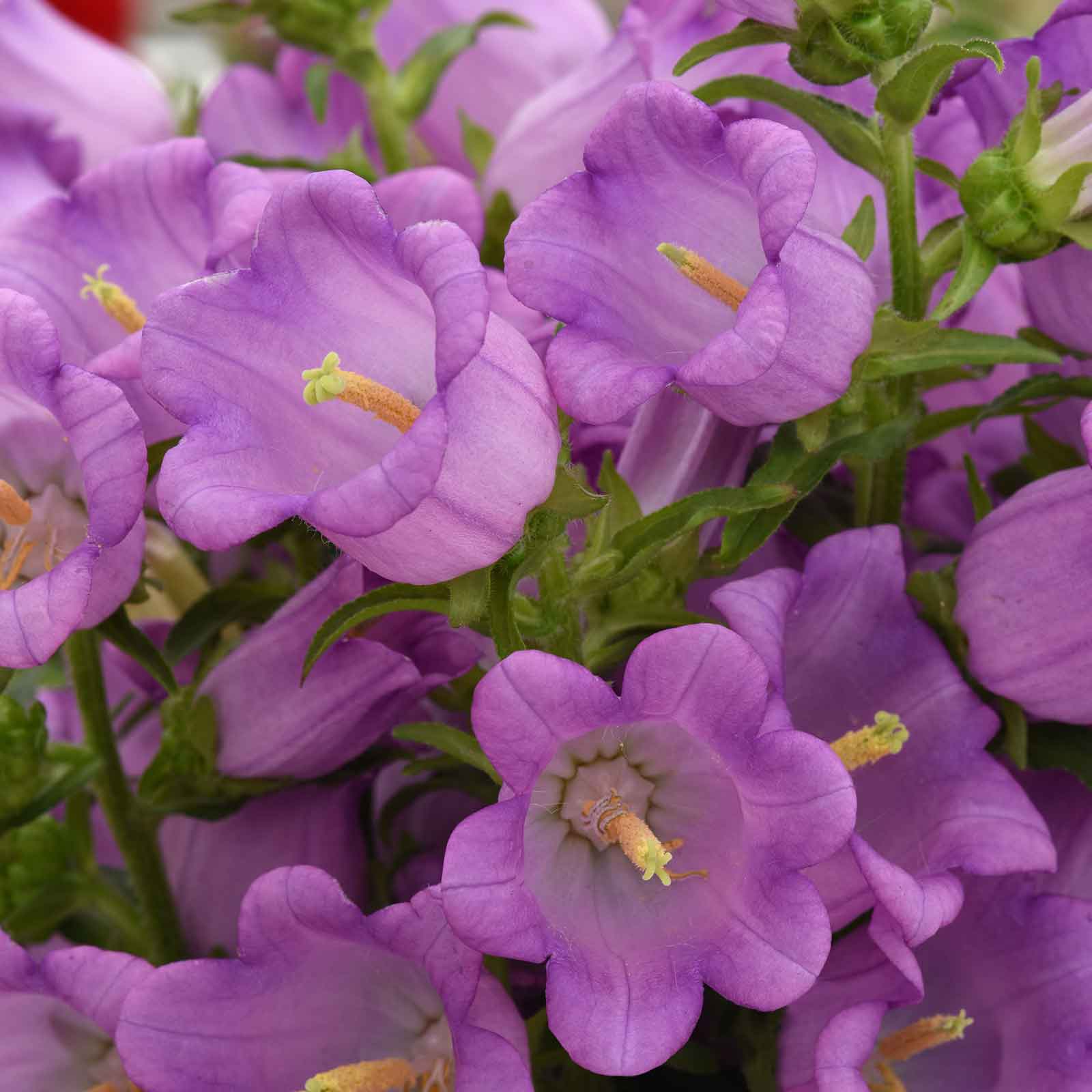 Canterbury Bells Campana Lilac displays open purple bell blooms with yellow centers up close.