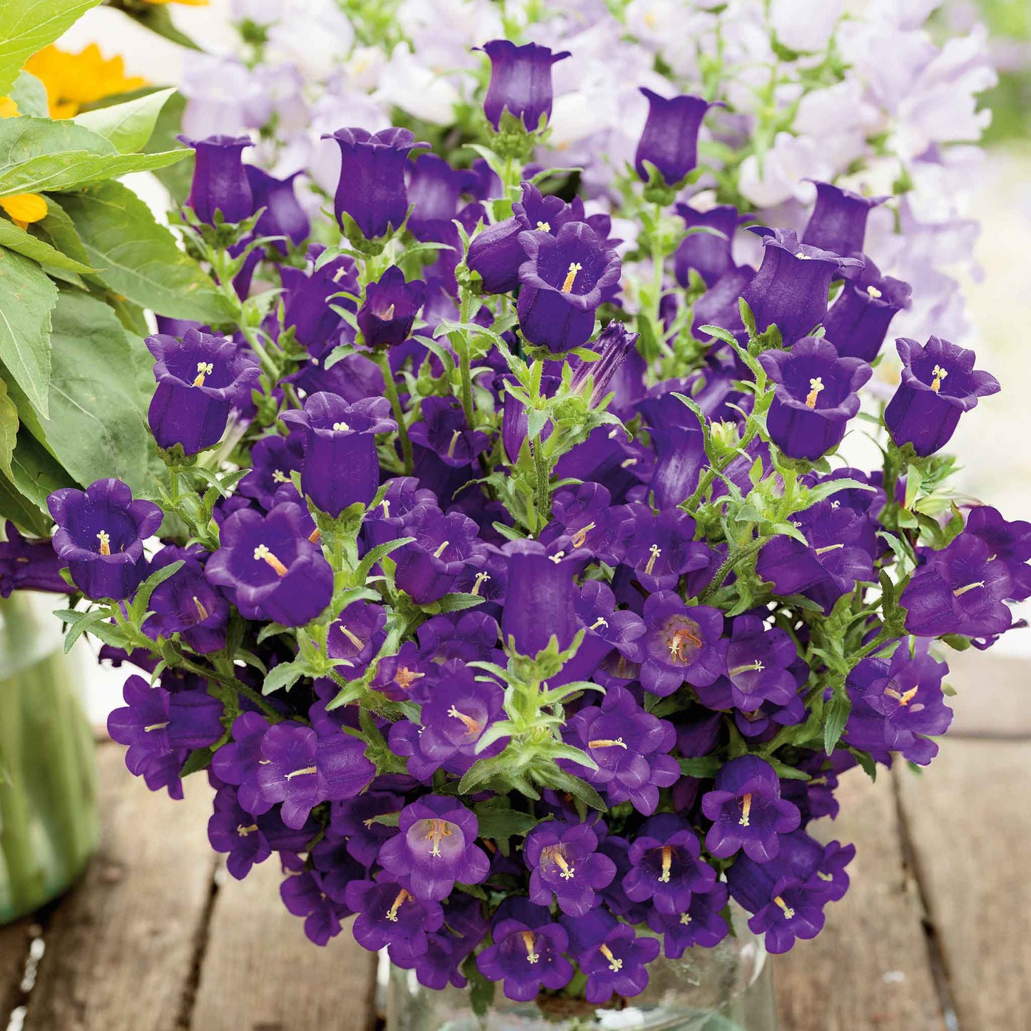 Canterbury Bells Champion Blue shows a deep blue-purple ruffled bloom against a soft background.