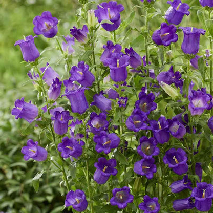 Canterbury Bells Champion Blue features dense purple flower spikes rising from bright green foliage.
