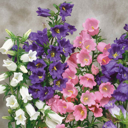 Close-up of a Canterbury Bells white, pink and purple flowers against green leaves.