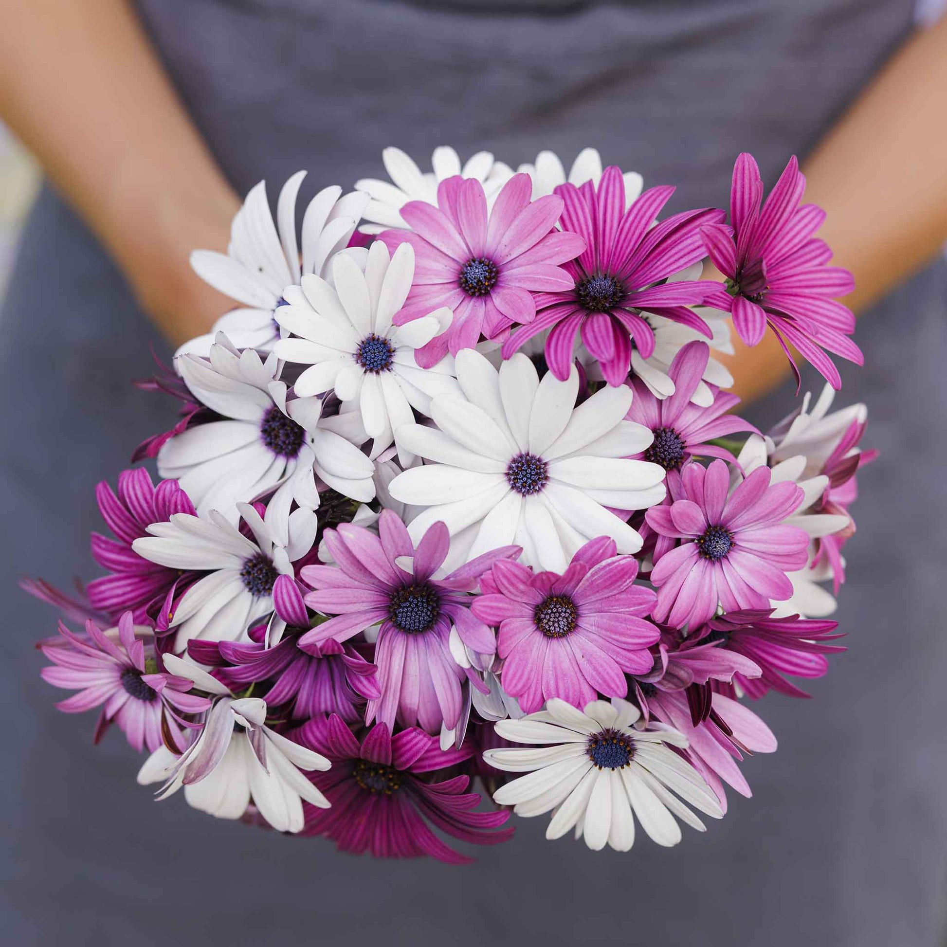 Purple and white cape daisy ballade mix flowers held in a bunch against a plain background.