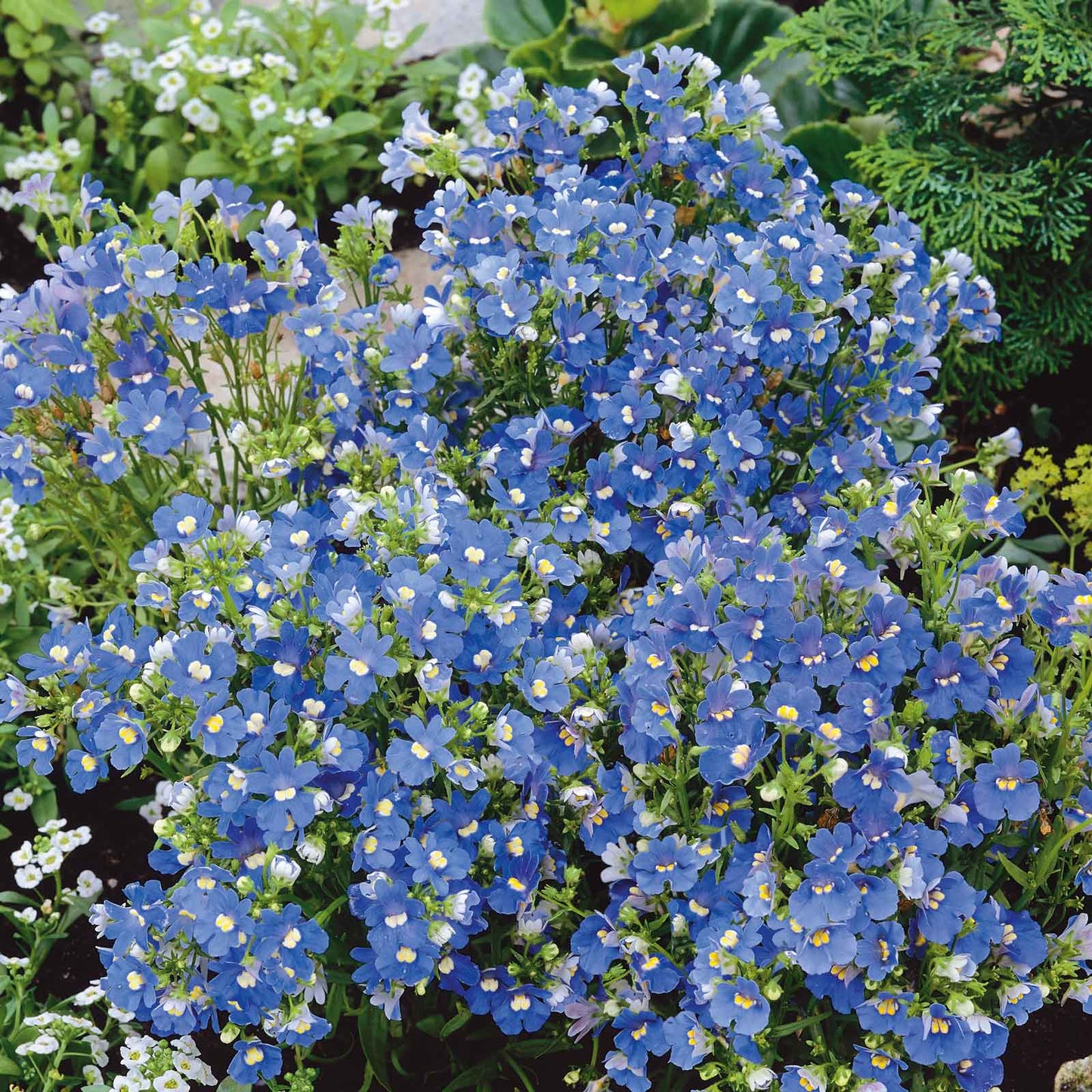 A close-up of a blue cape jewel flower with yellow stamens, surrounded by green foliage.