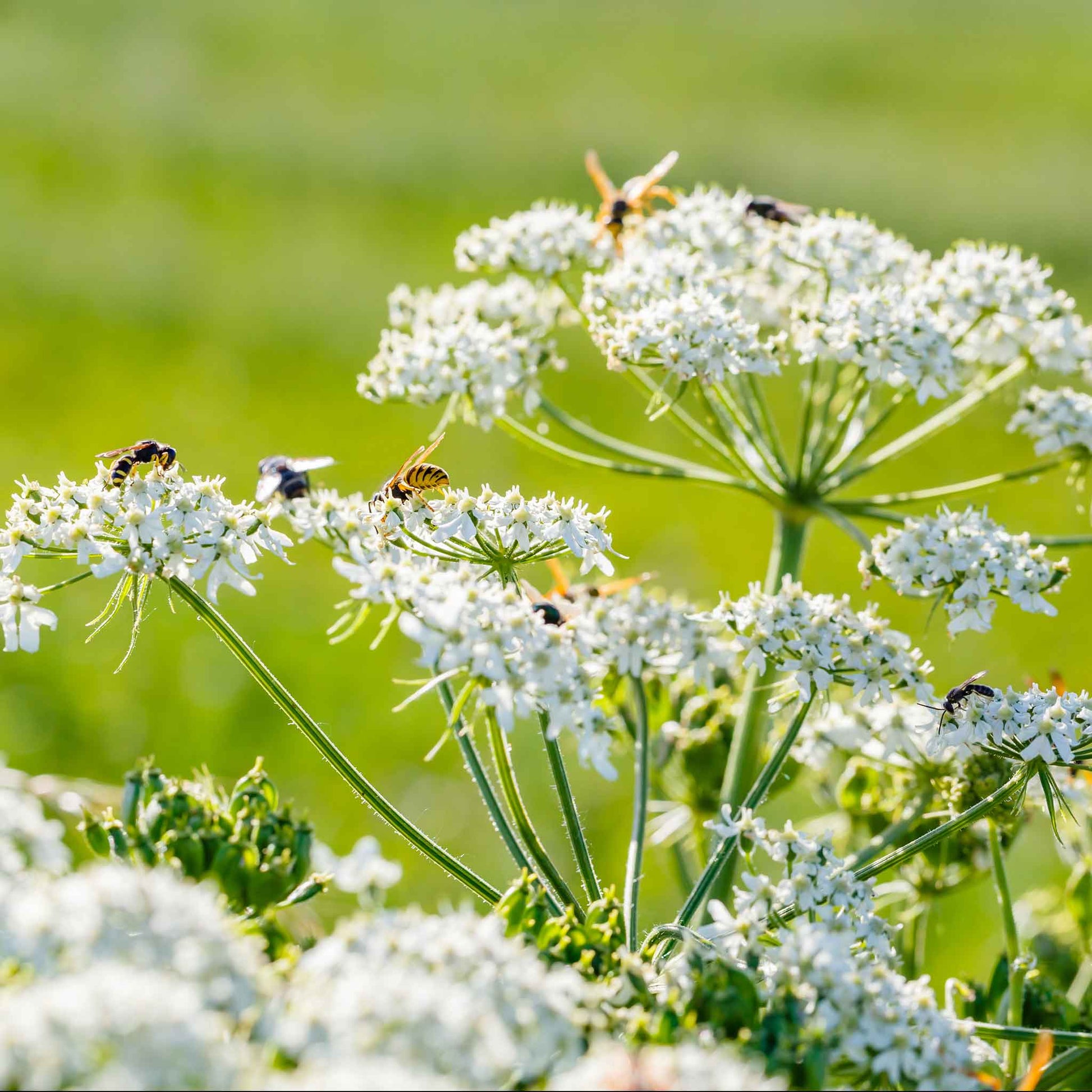 A close-up of caraway blooms, with a shallow depth of field, highlighting their texture and shape.