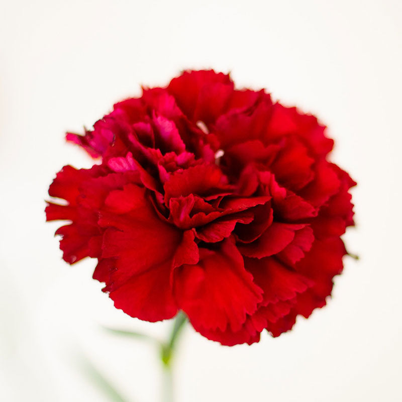 Deep red Etincellant Carnation with ruffled petals against a plain white background.