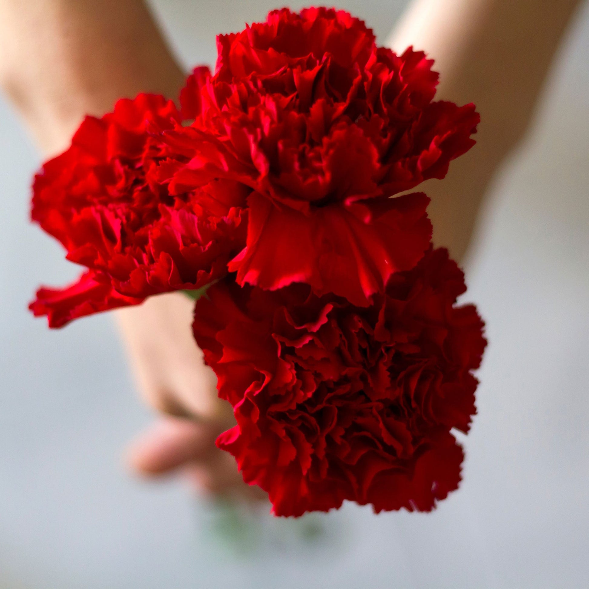 Deep red Etincellant Carnation with ruffled petals held in a hand against a grey background.