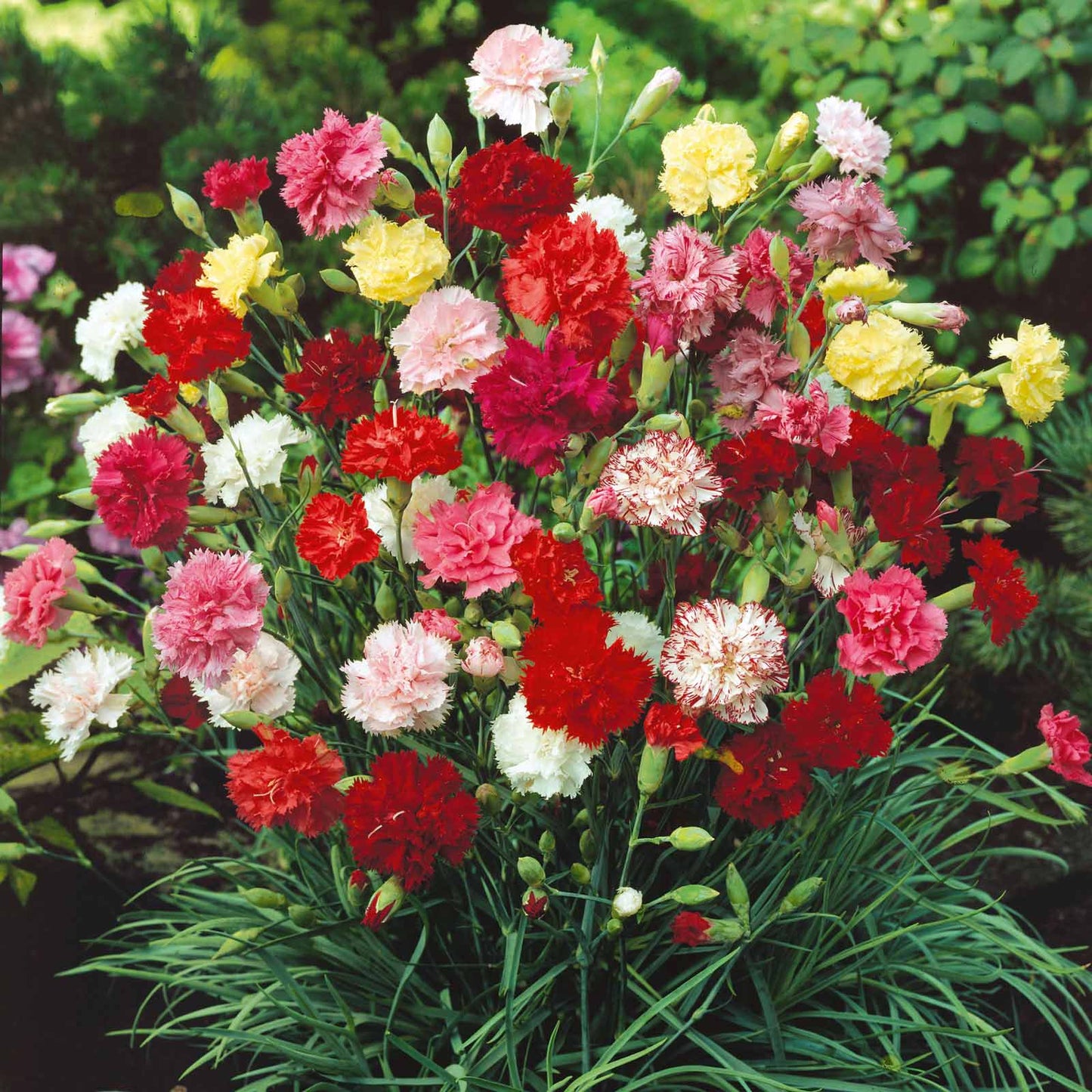 Red and white Grenadin Double Mix Carnations with green stems against a green background.