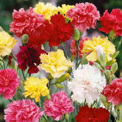 Red, yellow and white Grenadin Double Mix Carnations clustered against a soft background.