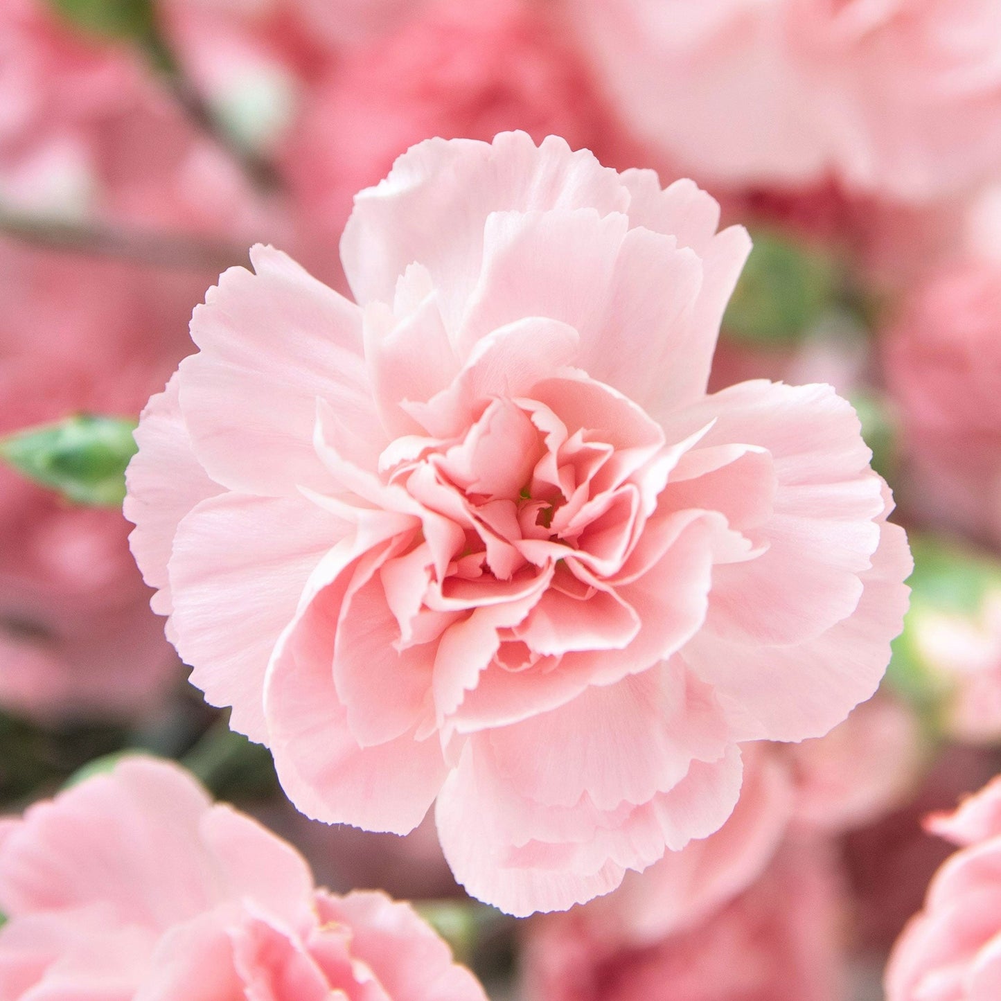 Pale pink La France Carnation with ruffled petals against a blurred pink floral background.