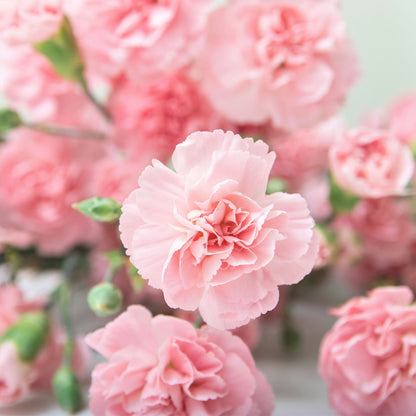 Clusters of light pink La France Carnations in full bloom against a blurred pink background.